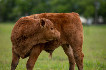 Red Angus Calf