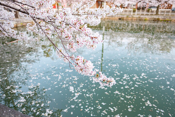 Shitennoji Temple with Sakura in Osaka, Japan