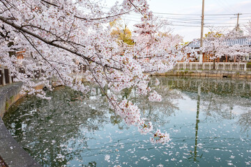 Obraz na płótnie Canvas Shitennoji Temple with Sakura in Osaka, Japan
