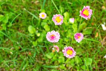Flower, blooming pink daisy. Perennial plant for the garden