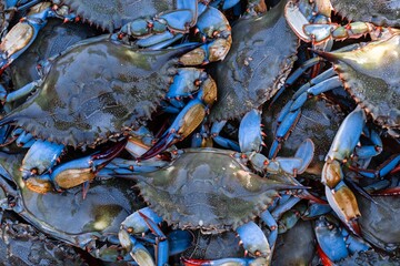 Fresh Blue Female Crabs © Kania