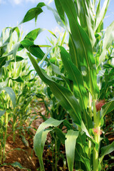 Obraz premium Corn tree on plantation.