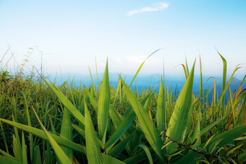 Green grass in winter.