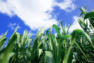 Leaves corn at blue sky.