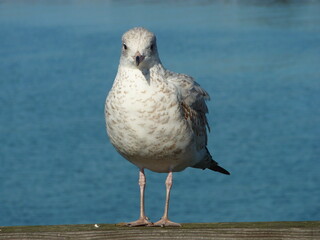 seagull on the pier