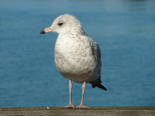 seagull on the pier