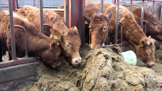 Cattle eating silage grass through a gate in a shed at a farm 