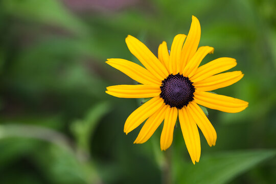Black-eyed susan yellow flower against green background