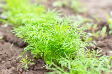 Green dill grows in the garden. Spices for food