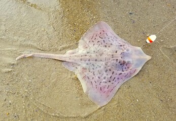 A pink dotted stingray on the beach caught and released