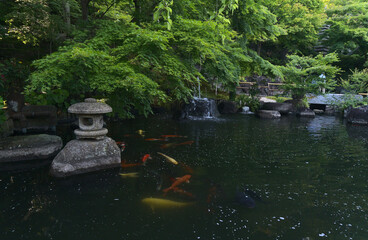 Fototapeta premium Traditional beautiful Japanese Garden style and pond with KOI fish carp in Hasedera temple, Kamakura, Kanagawa Japan.