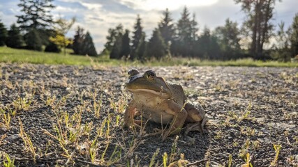 A Large Sun Bathing Frog
