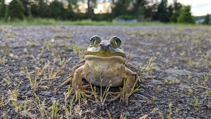 A Large Sun Bathing Frog