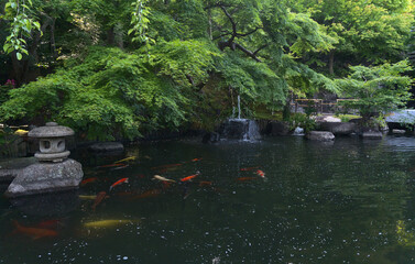Traditional beautiful Japanese Garden style and pond with KOI fish carp in Hasedera temple, Kamakura, Kanagawa Japan.