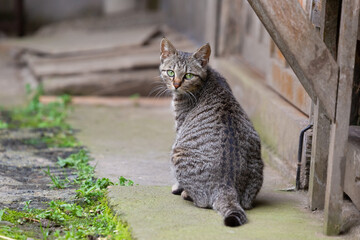 サバ柄（Silver Tabby）の猫