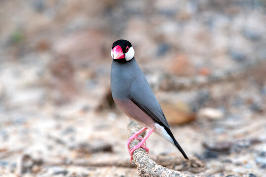 Small bird that is cute gray fur and pink mouth,  Java sparrow