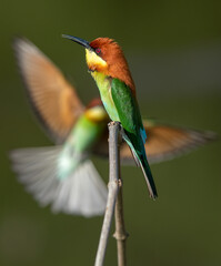 A pair of cute and beautiful birds, Chestnut-headed Bee-eater