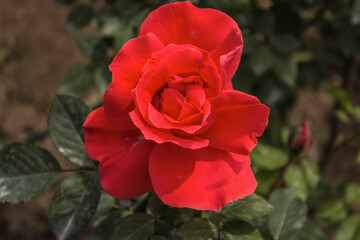 Bush of beautiful red roses with flowers in the garden.
