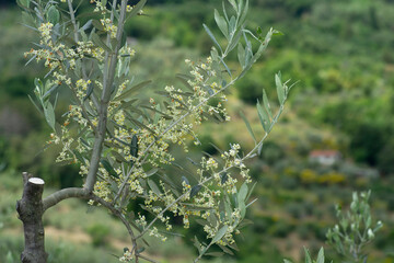 olive branch in bloom on background farmland  in Tuscany, Italy 