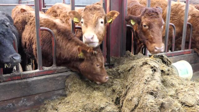 Cattle eating silage grass through a gate in a shed at a farm 