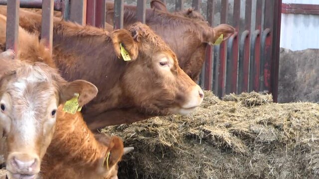 Cattle eating silage grass through a gate in a shed at a farm 