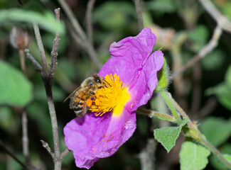honey bee collecting nectar on rock rose flower