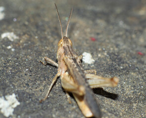 detail of eyes of brown grasshopper on the ground