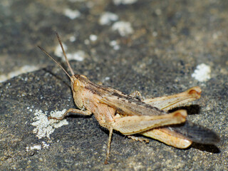 closeup of grasshopper on the ground