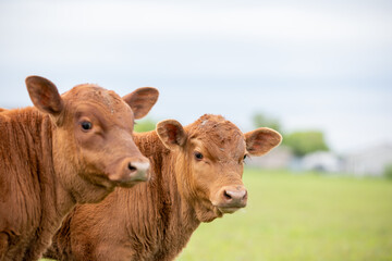 Red Angus Calf