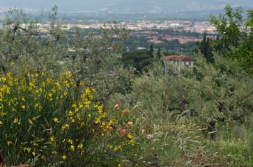 field of flowers on background of panoramic vew of arezzo city, tusvany