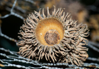 acorn shell on wire mesh in the forest