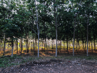 Rubber plantations that are planted in the south of Thailand