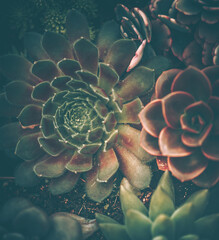 Succulent Plants in vintage style, Nature Background or Texture