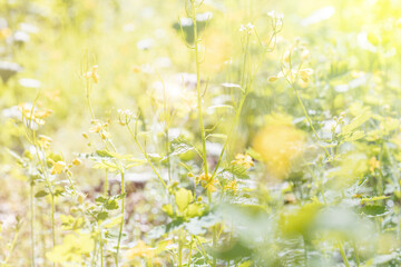 Fototapeta na wymiar Beautiful wild flowers background close up selective focus