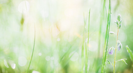 Green field with wildflowers in the sunbeams close up selective focus