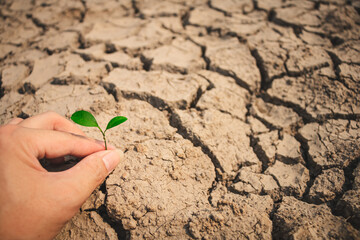 Growth of trees in drought crisis, Living with tree drought.
