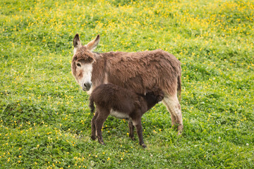 Naklejka na ściany i meble mom and baby donkey in field of buttercups. 