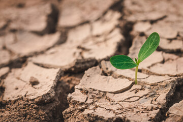 Growth of trees in drought crisis, Living with tree drought.