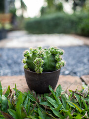 The cactus is in my home 