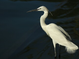 Great white heron stands still in the pond waiting for hunting fish