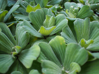 duckweeds are in the pool