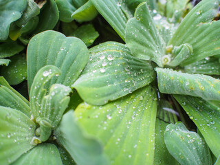 Obraz premium duckweeds are in the pool
