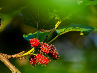 Mulberries are on the their tree 