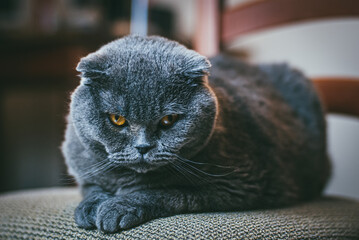 Scottish fold gray cat with orange eyes lays on chair alone and bored. Stay at home coronavirus covid-19 quarantine concept