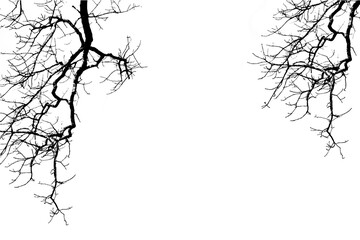 Silhouettes of branches of trees isolated on white. Vector illustration
