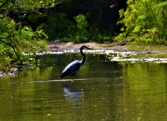 great blue heron