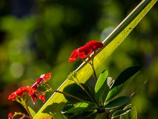 red flowers are in the garden