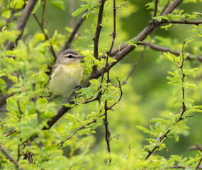 The warbling vireo (Vireo gilvus) in the fresh green sprin foliage