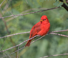 Male Summer Tanager (Piranga rubra) Perched On Tree Branch, Galveston, Texas