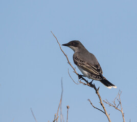 The eastern kingbird (Tyrannus tyrannus) perched on the branch on the blue sky background